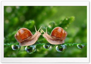 Snails Ultra HD Wallpaper for 4K UHD Widescreen desktop, tablet & smartphone