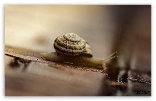 Snails UltraHD Wallpaper for Wide 16:10 5:3 Widescreen WHXGA WQXGA WUXGA WXGA WGA ; 8K UHD TV 16:9 Ultra High Definition 2160p 1440p 1080p 900p 720p ; UHD 16:9 2160p 1440p 1080p 900p 720p ; Standard 4:3 5:4 3:2 Fullscreen UXGA XGA SVGA QSXGA SXGA DVGA HVGA HQVGA ( Apple PowerBook G4 iPhone 4 3G 3GS iPod Touch ) ; Tablet 1:1 ; iPad 1/2/Mini ; Mobile 4:3 5:3 3:2 16:9 5:4 - UXGA XGA SVGA WGA DVGA HVGA HQVGA ( Apple PowerBook G4 iPhone 4 3G 3GS iPod Touch ) 2160p 1440p 1080p 900p 720p QSXGA SXGA ;