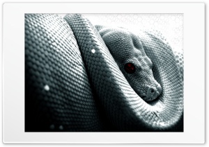 Snake Ultra HD Wallpaper for 4K UHD Widescreen desktop, tablet & smartphone
