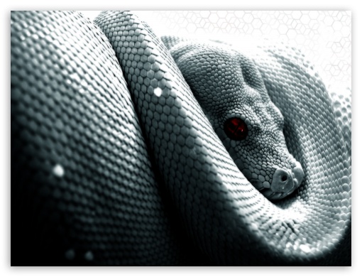 Snake Background Ultra HD Desktop Background Wallpaper for