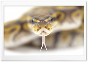 Snake Close Up Ultra HD Wallpaper for 4K UHD Widescreen desktop, tablet & smartphone