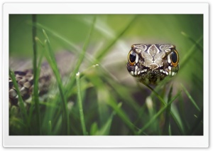 Snake From The Grass Ultra HD Wallpaper for 4K UHD Widescreen desktop, tablet & smartphone
