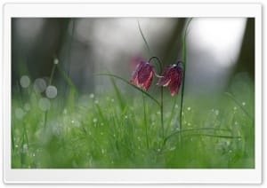 Snakes Head Fritillary Flowers 4K UHD Wallpaper for Widescreen and UltraWide Desktop, UltraHD TV, Smartphone, Tablet