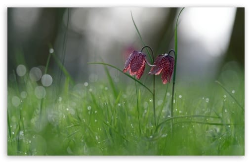Snakes Head Fritillary Flowers UltraHD Wallpaper for UHD 16:9 ; HD 16:9 ; UltraWide 21:9 24:10 32:9 32:10 ; Widescreen 16:10 ; Fullscreen 3:2 ; Tablet 1:1 ; Mobile 9:16 9:19.5 9:20 9:21 9:22 ; Dual 16:10 16:9 ;
