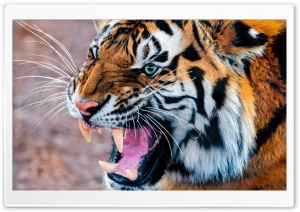 Snarling Tiger Ultra HD Wallpaper for 4K UHD Widescreen desktop, tablet & smartphone