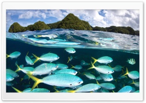 Snorkeling Ultra HD Wallpaper for 4K UHD Widescreen desktop, tablet & smartphone