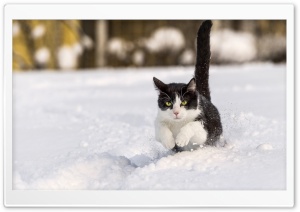 Snow Cats Ultra HD Wallpaper for 4K UHD Widescreen desktop, tablet & smartphone