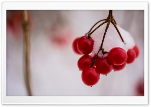 Snow Covered Berries Ultra HD Wallpaper for 4K UHD Widescreen desktop, tablet & smartphone