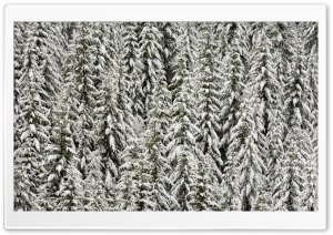 Snow Covered Evergreen Trees Ultra HD Wallpaper for 4K UHD Widescreen desktop, tablet & smartphone