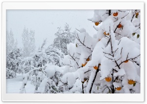 Snow Covered Peach Tree Ultra HD Wallpaper for 4K UHD Widescreen desktop, tablet & smartphone