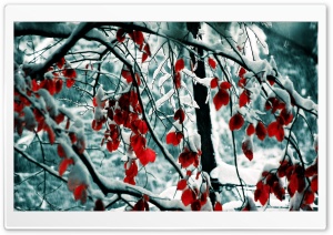 Snow Covered Red Tree Ultra HD Wallpaper for 4K UHD Widescreen desktop, tablet & smartphone
