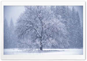 Snow Falling Ultra HD Wallpaper for 4K UHD Widescreen desktop, tablet & smartphone