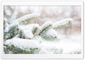 Snow Falling on Pine Trees Ultra HD Wallpaper for 4K UHD Widescreen desktop, tablet & smartphone