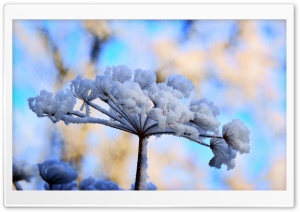 Snow Flowers Ultra HD Wallpaper for 4K UHD Widescreen desktop, tablet & smartphone