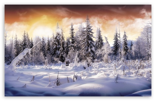 snow forest UltraHD Wallpaper for Widescreen 16:10 ;