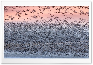 Snow Geese Migration Ultra HD Wallpaper for 4K UHD Widescreen desktop, tablet & smartphone