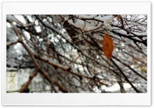 Snow in Mashhad-Iran Ultra HD Wallpaper for 4K UHD Widescreen desktop, tablet & smartphone