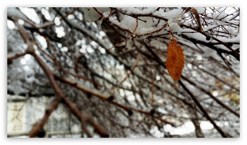 Snow in Mashhad-Iran UltraHD Wallpaper for UHD 16:9 ; HD 16:9 ;