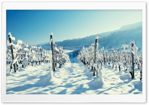 Snow In The Vineyard Ultra HD Wallpaper for 4K UHD Widescreen desktop, tablet & smartphone
