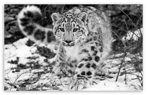 Snow leopard wallpapers HD | Download Free backgrounds