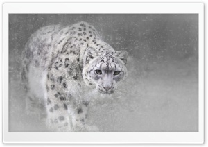 Snow Leopard Ultra HD Wallpaper for 4K UHD Widescreen desktop, tablet & smartphone