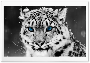 Snow Leopard - Black And White Portrait Ultra HD Wallpaper for 4K UHD Widescreen desktop, tablet & smartphone