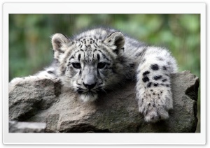 Snow Leopard Cub Ultra HD Wallpaper for 4K UHD Widescreen desktop, tablet & smartphone