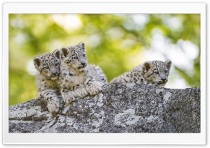 Snow Leopard Cubs Wild Animals Ultra HD Wallpaper for 4K UHD Widescreen desktop, tablet & smartphone