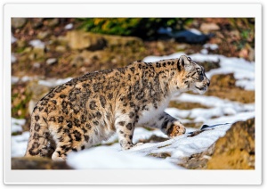 Snow Leopard Exploring The Snowy Enclosure Ultra HD Wallpaper for 4K UHD Widescreen desktop, tablet & smartphone