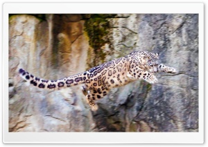 Snow Leopard Flying Ultra HD Wallpaper for 4K UHD Widescreen desktop, tablet & smartphone