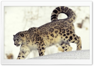 Snow Leopard In Snow Ultra HD Wallpaper for 4K UHD Widescreen desktop, tablet & smartphone