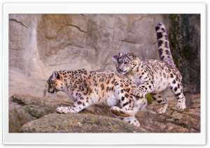 Snow Leopard Jumping Ultra HD Wallpaper for 4K UHD Widescreen desktop, tablet & smartphone