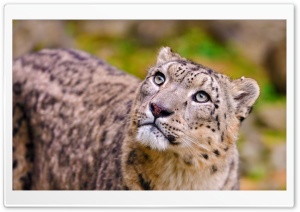 Snow Leopard Looking Up Ultra HD Wallpaper for 4K UHD Widescreen desktop, tablet & smartphone