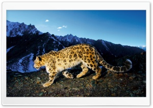 Snow Leopard Prowl Ultra HD Wallpaper for 4K UHD Widescreen desktop, tablet & smartphone