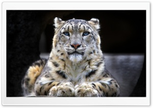 Snow Leopard Sitting On A Rock Ultra HD Wallpaper for 4K UHD Widescreen desktop, tablet & smartphone