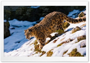 Snow Leopard Walking Down Ultra HD Wallpaper for 4K UHD Widescreen desktop, tablet & smartphone