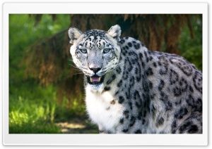 Snow Leopard Wild Animal Ultra HD Wallpaper for 4K UHD Widescreen desktop, tablet & smartphone