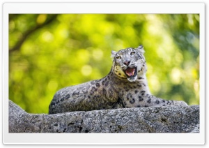 Snow Leopard Wild Animal on the Stone Ultra HD Wallpaper for 4K UHD Widescreen desktop, tablet & smartphone