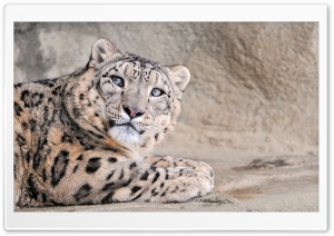 Snow Leopard With Blue Eyes Ultra HD Wallpaper for 4K UHD Widescreen desktop, tablet & smartphone