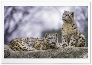 Snow Leopards Ultra HD Wallpaper for 4K UHD Widescreen desktop, tablet & smartphone