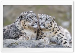Snow Leopards Affection Ultra HD Wallpaper for 4K UHD Widescreen desktop, tablet & smartphone