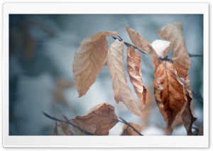 Snow On Dried Leaves Ultra HD Wallpaper for 4K UHD Widescreen desktop, tablet & smartphone