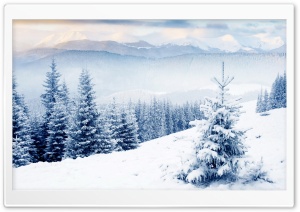 Snow On Fir Trees Ultra HD Wallpaper for 4K UHD Widescreen desktop, tablet & smartphone