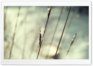 Snow On Grass Macro Ultra HD Wallpaper for 4K UHD Widescreen desktop, tablet & smartphone