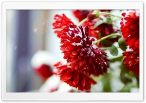 Snow Over Red Flowers Ultra HD Wallpaper for 4K UHD Widescreen desktop, tablet & smartphone