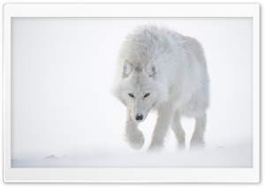 Snow Wolf Ultra HD Wallpaper for 4K UHD Widescreen desktop, tablet & smartphone