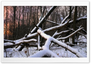 Snow Wood And Nature Ultra HD Wallpaper for 4K UHD Widescreen desktop, tablet & smartphone