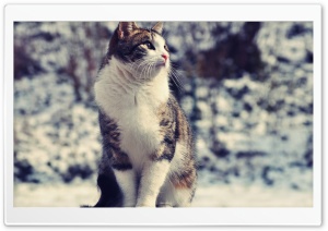 Snowcat Ultra HD Wallpaper for 4K UHD Widescreen desktop, tablet & smartphone