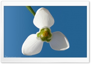 Snowdrop Ultra HD Wallpaper for 4K UHD Widescreen desktop, tablet & smartphone