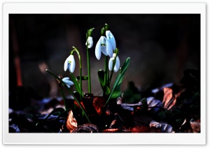 Snowdrop Ultra HD Wallpaper for 4K UHD Widescreen desktop, tablet & smartphone